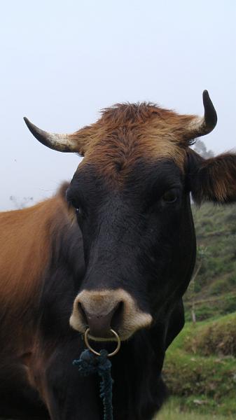 Illampu Trek Steves (189).JPG